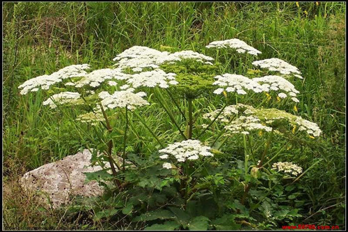 【白芷的美白功效有哪些】白芷的美白功效