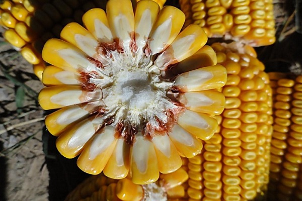 玉米軸簡介 玉米軸的功效與作用