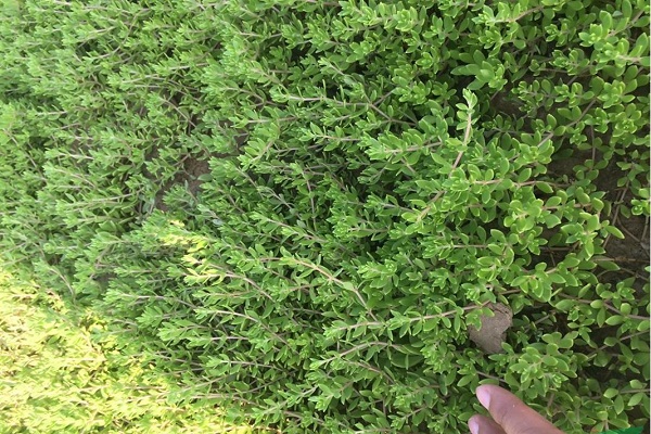 垂盆草的功效與作用 佛甲草和垂盆草區別