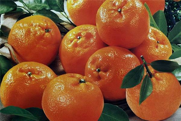 酒精肝的癥狀_預防酒精肝的食物 柑橘