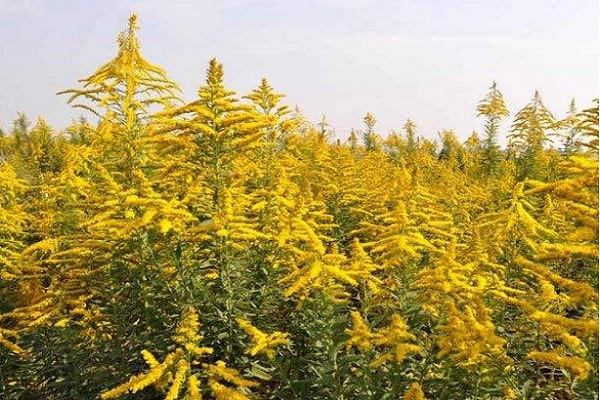 復方一枝黃花噴霧劑的功效與註意事項