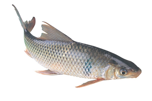 魚生火肉生痰_魚生火肉生痰是什麼意思_魚生火肉生痰的原因 詳解魚生火肉生痰
