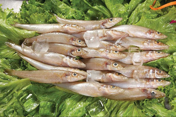 沙丁魚