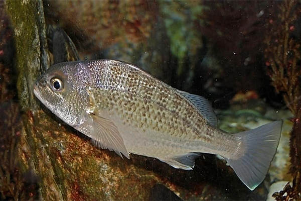 陰虛補腎可以多吃這些食物 深海魚