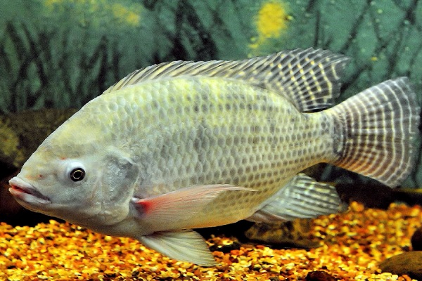羅非魚的做法及其營養價值