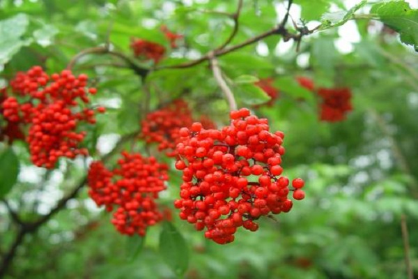 馬尿燒_馬尿燒的功效