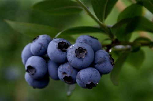 藍莓抗衰老