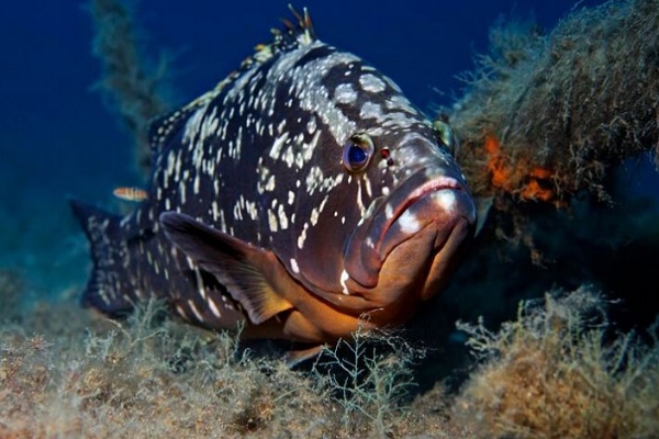 淡水石斑魚_石斑魚的做法_石斑魚的營養價值 石斑魚的做法及其營養價值
