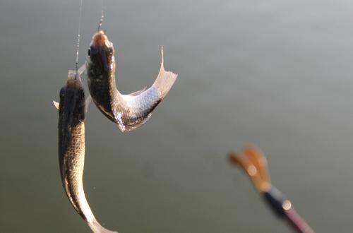 釣魚調漂技巧有哪些