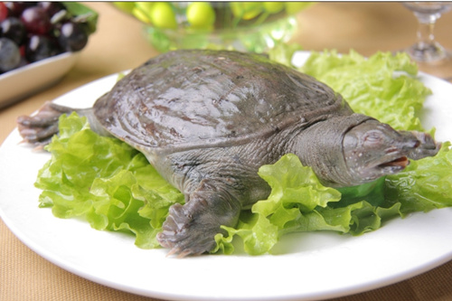 甲魚怎麼殺_解剖_購買甲魚的方法 甲魚