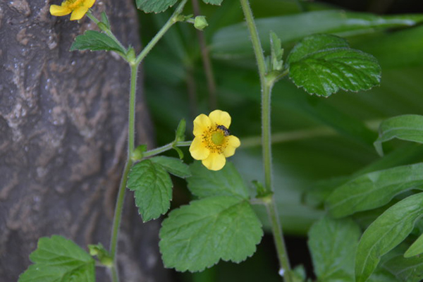 草本水楊梅是我們平時吃的楊梅嗎？
