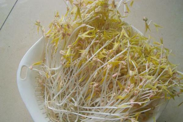 豆芽的營養功效