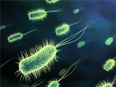 益生菌可以增強免疫力