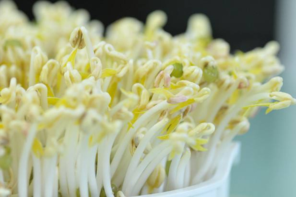春季上火吃什麼_春天吃什麼降火 豆芽