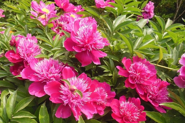 芍藥花茶的功效與作用 沖泡方法