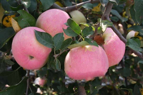 蘋果皮能吃嗎 蘋果皮的功效與作用