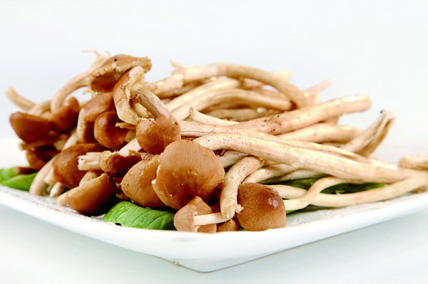 茶樹菇