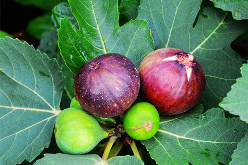 鼻咽癌患者治療期間如何飲食