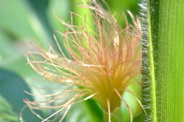 玉米須茶_玉米須如何降血糖_玉米須水 玉米須茶 玉米須如何降血糖