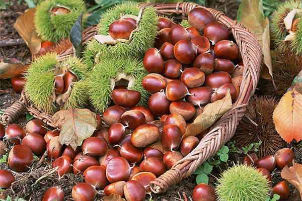 板栗