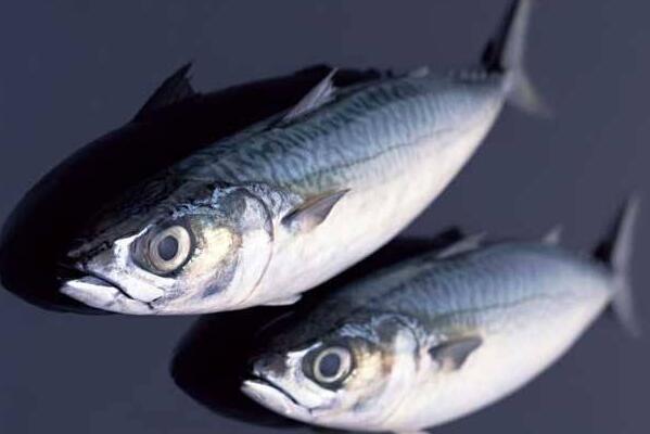 馬鮫魚的營養價值_馬鮫魚的做法_馬鮫魚 馬鮫魚的營養價值,馬鮫魚的做法,馬鮫魚