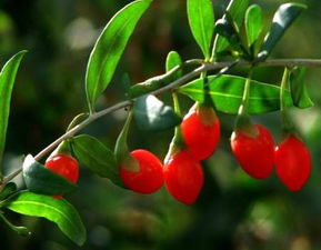 枸杞紅棗茶的哪些功效可以幫到你