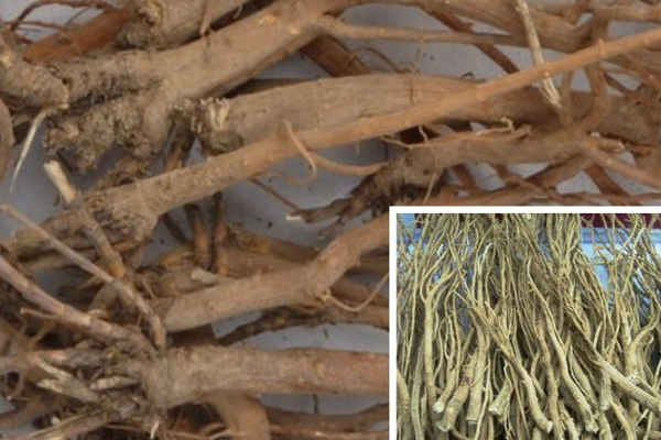 柴胡疏肝散的功效_好處_藥用價值 柴胡疏肝散的功效