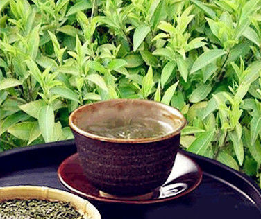 谷雨茶營養高 清肝明目除濕氣