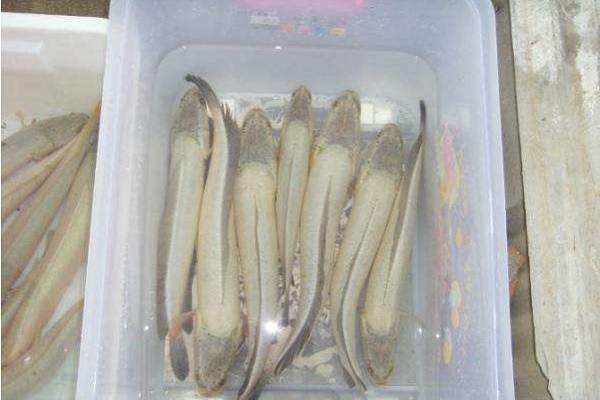 烏魚的做法及其營養價值