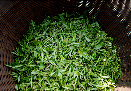 雨前茶 倚窗聽雨品春茶 雨前茶 倚窗聽雨品春茶