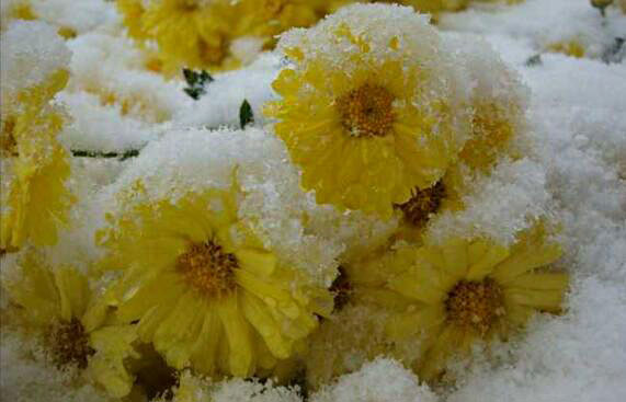 昆侖雪菊的功效與作用_雪菊的功效與副作_昆侖雪菊價格