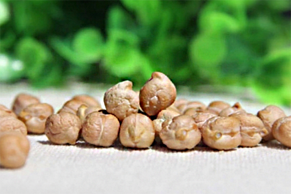 鷹嘴豆的功效與作用_鷹嘴豆怎麼吃_鷹嘴豆的功效